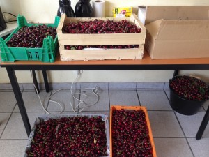 Glanage de cerises dans le Loiret